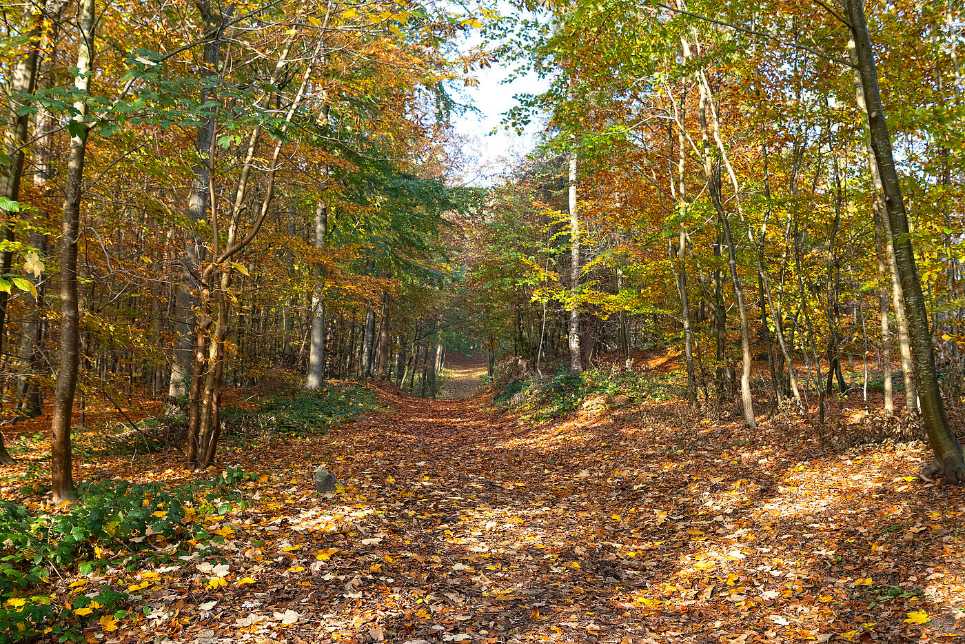 Ein mit Laub bedeckter Waldweg im Sonnenschein.
