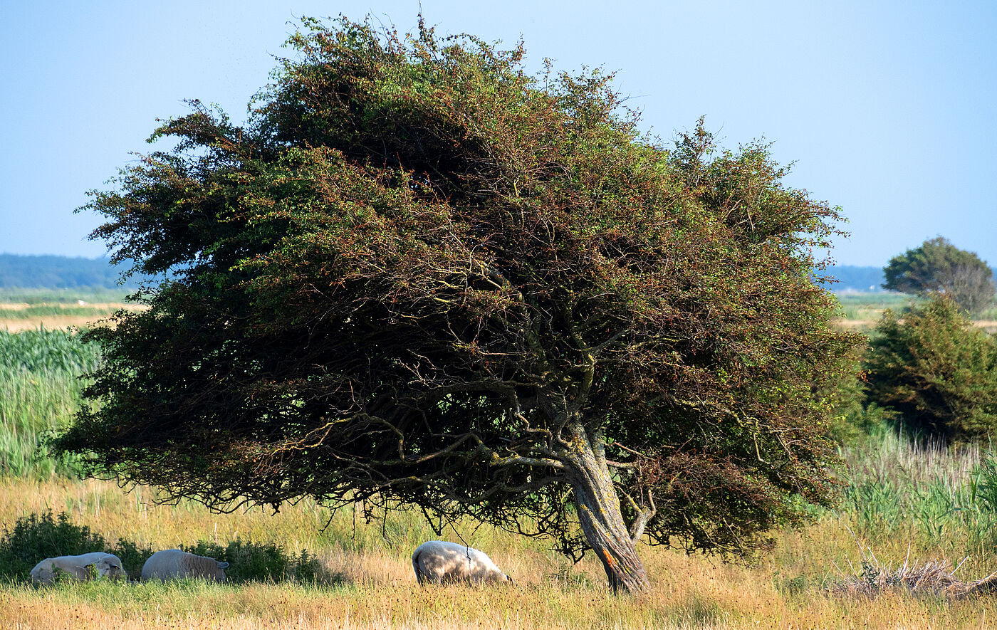Ein Schaf steht auf einer Wiese unter einem Baum.