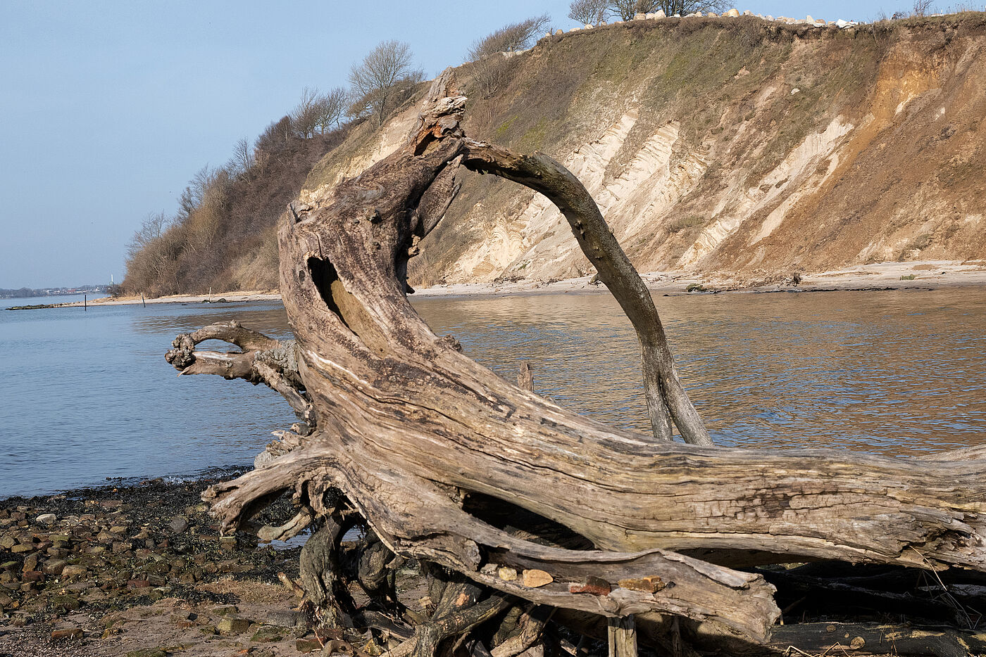 Ein Baumstamm ragt vor einer Steilkueste aus dem Wasser.