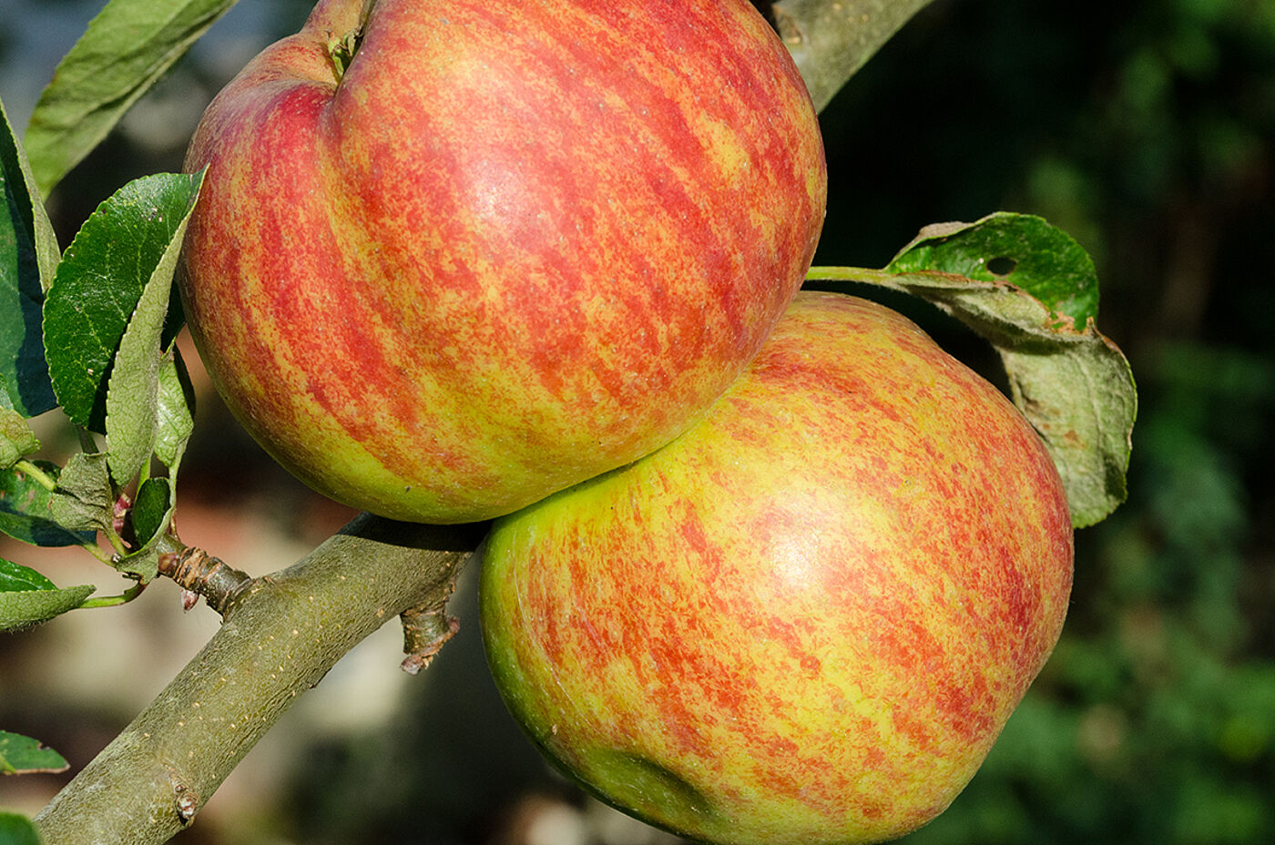 Zwei rote Äpfel an einem Ast.