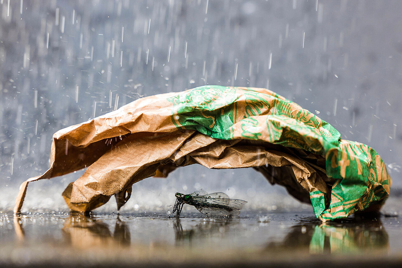 Insekt unter eine weggeworfenen Papiertüte